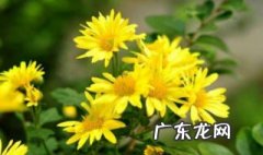 关于花的诗句100首 关于花的诗