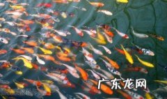 鱼冬天会不会被冻死 鱼冬天会不会被冻死呢