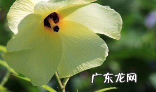 黄蜀葵的药用价值是什么 黄蜀葵是什么功效与作用