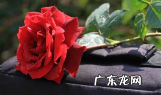 玫瑰花枝能插活吗 剪下的玫瑰花枝怎样才能栽活
