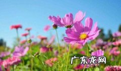 花的寓意 花的寓意 花语朋友
