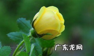 黄玫瑰寓意 向日葵百合花束黄玫瑰寓意