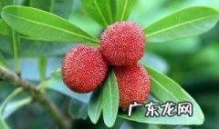植物分类有哪两类分类系统