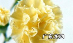 康乃馨花语和寓意 康乃馨花语和寓意是什么意思