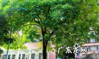 有寓意的班级树的名字 有寓意的班级树的名字(大家一起来看看吧