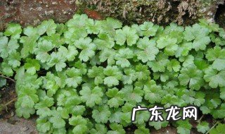 钱凿草功效与作用 钱凿草的功效与植物图