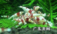 怎样养好水晶虾呢 怎样养好水晶虾