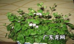 薄荷什么时候开花 薄荷什么时候开花结果