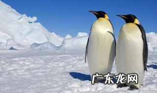 企鹅生活在哪里 企鹅生活在哪里北极还是南极