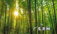蜀南竹海在哪里 宜宾蜀南竹海在哪里