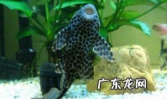 清道夫鱼能放在自来水养吗 清道夫鱼能放在自来水养吗视频