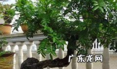 清香木的寓意和象征风水 清香木在家里有忌讳吗
