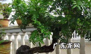 清香木的寓意和象征风水 清香木在家里有忌讳吗