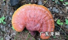 什么灵芝的功效与作用最好 什么灵芝的功效与作用最好吃