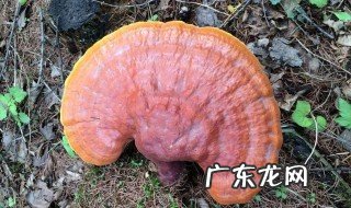 什么灵芝的功效与作用最好 什么灵芝的功效与作用最好吃