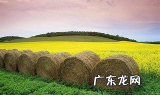 夏季可以做青储饲料吗 夏季可以做青储饲料吗