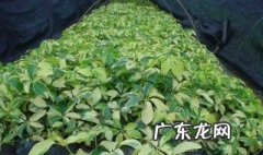 新买的鸭脚木怎么养护 新买的鸭脚木怎么养