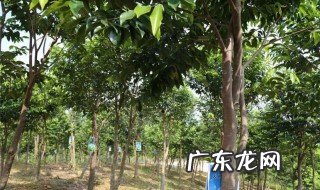 沉香树可以种家里吗风水好吗 沉香树可以种家里吗