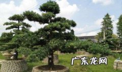 庭院种罗汉松好吗 家庭庭院种罗汉松有什么说法吗