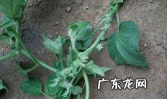 西红柿的叶子什么作用与功效 西红柿叶子的药用价值