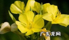 月见草的功效与作用及禁忌症 月见草的功效与作用