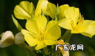 月见草的功效与作用及禁忌症 月见草的功效与作用