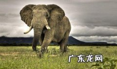 大象一般是通过什么方式防晒的