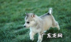 关于狗的成语100个成语 关于狗的成语