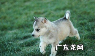 关于狗的成语100个成语 关于狗的成语