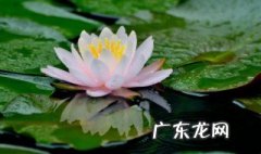 关于莲花的诗句歇后语俗语 关于莲花的诗句