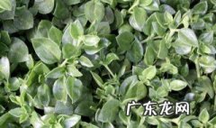 穿心连的功效与禁忌 穿心连草有什么作用