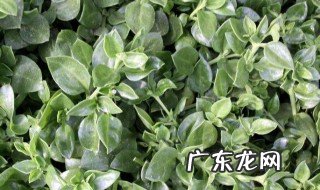 穿心连的功效与禁忌 穿心连草有什么作用