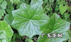 八角莲的花有什么作用 八角莲的民间用法