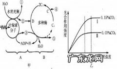 光合作用的文字表达是什么 光合作用的文字表达式是什么