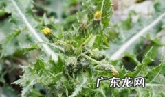 过期蒲公英有什么作用 过期的蒲公英有什么用