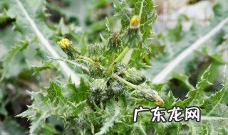 过期蒲公英有什么作用 过期的蒲公英有什么用
