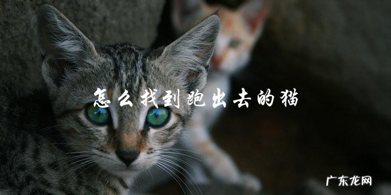如何追踪并找到逃跑的猫?
