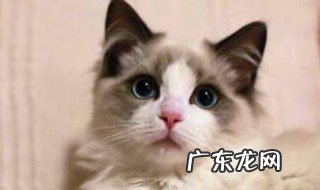 抱猫咪老是低吼怎么回事 抱猫咪老是低吼怎么回事啊