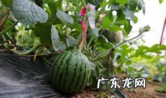 怎样能把摘的西瓜变熟一点 怎样能把摘的西瓜变熟