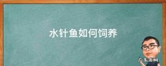 银水针鱼如何饲养 水针鱼如何饲养