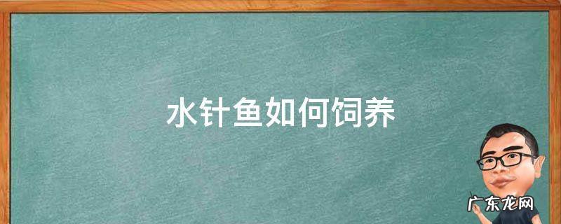 银水针鱼如何饲养 水针鱼如何饲养