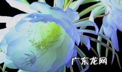 关于昙花的传说和历史 关于昙花的传说