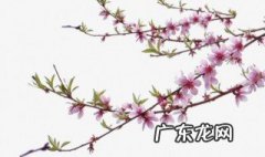 桃树枝接嫁方法图解 桃树枝接嫁方法