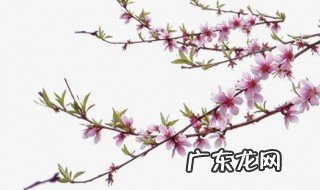 桃树枝接嫁方法图解 桃树枝接嫁方法