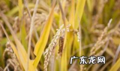 农作物害虫有哪些 农作物害虫有哪些图片