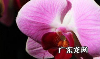 蝴蝶兰种子什么时候种 栽蝴蝶兰用什么土最好