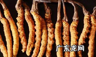 冬虫夏草起什么作用的 请问冬虫夏草起什么作用