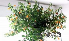 吊兰夏季养护心得 吊兰的夏季养护
