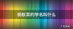蚂蚁菜的简介 蚂蚁菜的学名叫什么