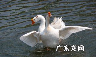 家里饲养的大鹅他们的祖先都是什么 家养的大鹅它们的祖先是什么